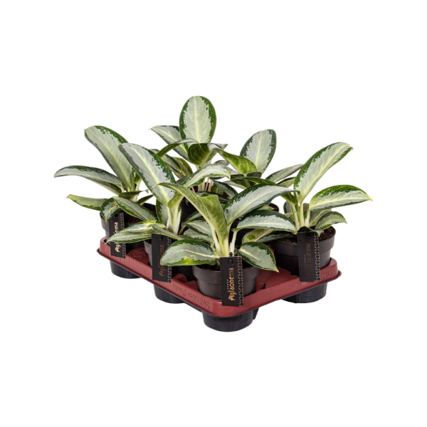 Aglaonema P12 Silver Blue