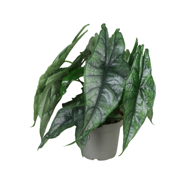 Alocasia Dragon Breath