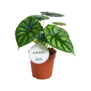 Alocasia Dragon Scale - P12