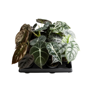 Alocasia verschillende soorten per stuk