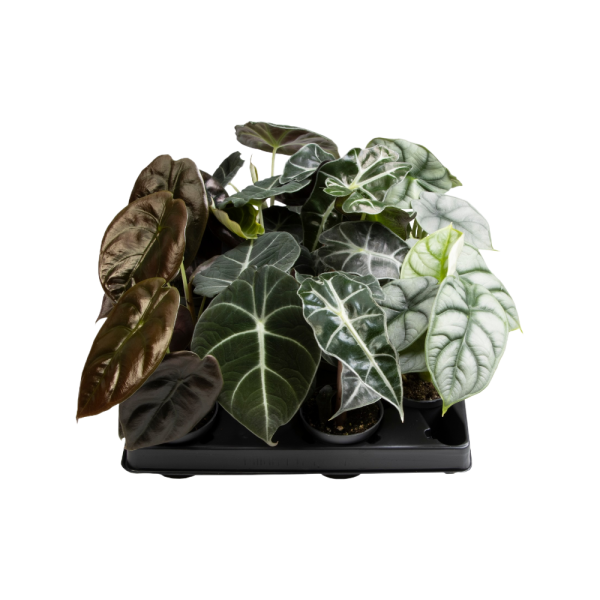 Alocasia verschillende soorten per stuk