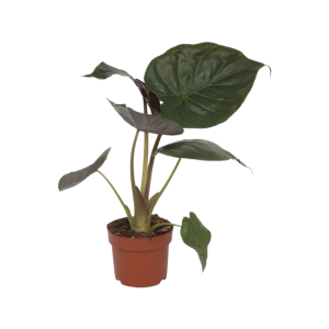 Alocasia Wentii - P12