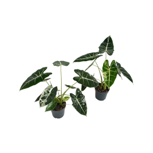 Alocasia micholitziana Frydek - P14