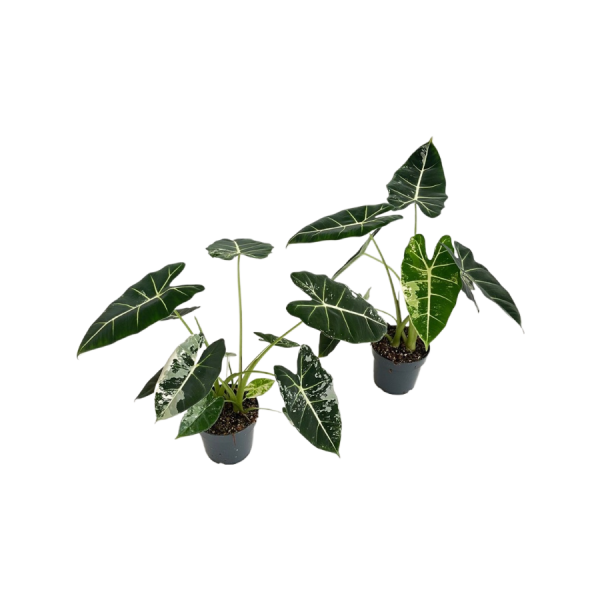 Alocasia micholitziana Frydek - P14