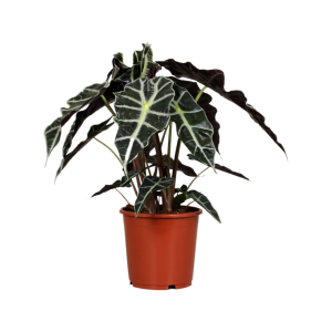 Alocasia Polly - P17
