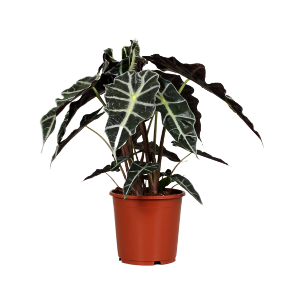 Alocasia Polly - P17