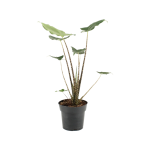 Alocasia Zebrina Siberian Tiger - P17