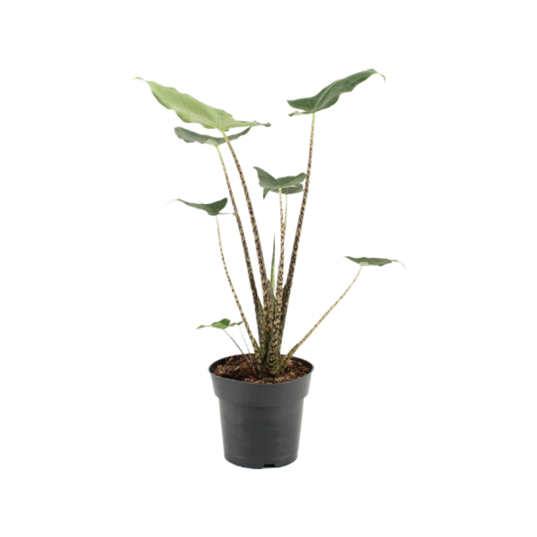Alocasia Zebrina Siberian Tiger - P17