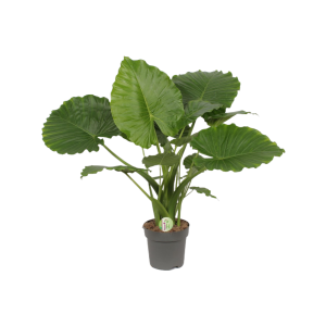 Alocasia Gageana - P21