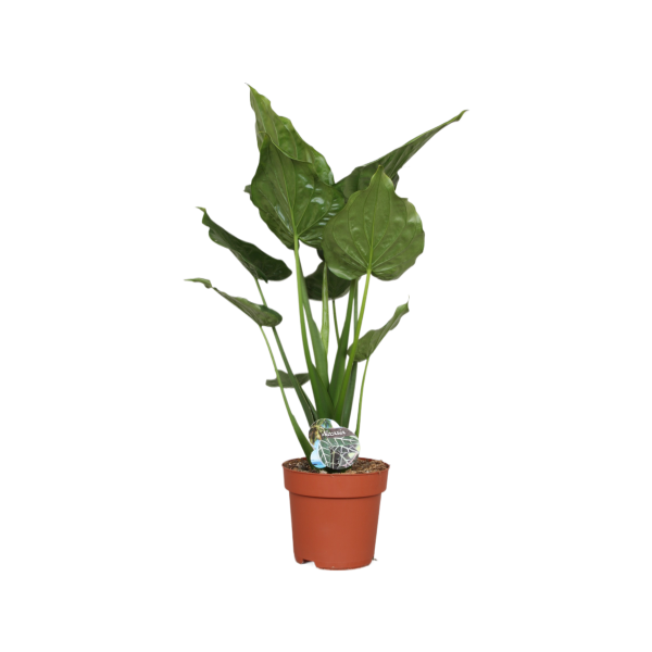 Alocasia Cucullata - P24