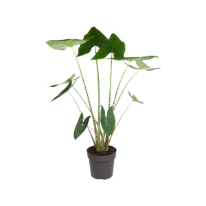 Alocasia Zebrina - P32