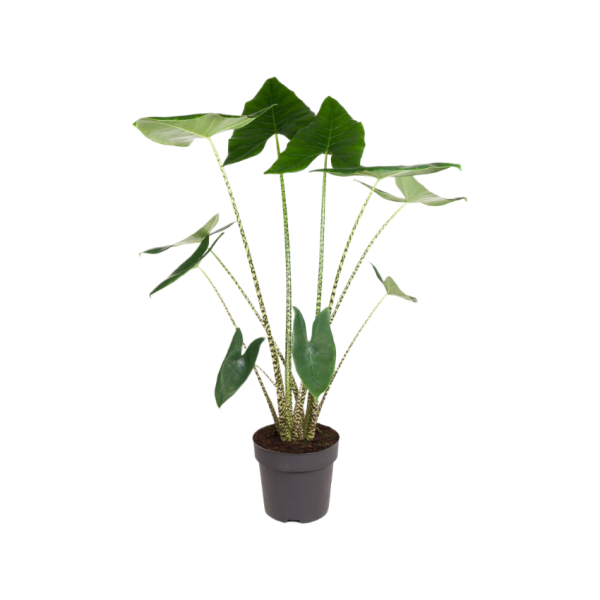 Alocasia Zebrina - P32