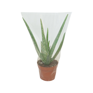 Aloe Vera - P10.5