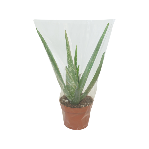 Aloe Vera - P10.5