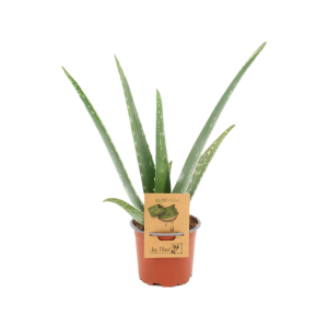 Aloe Vera Barbadensis - P10.5