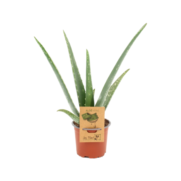 Aloe Vera Barbadensis - P10.5