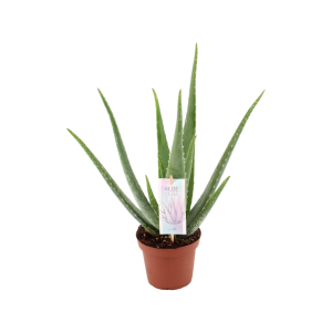 Aloe Vera Barbadensis - P14
