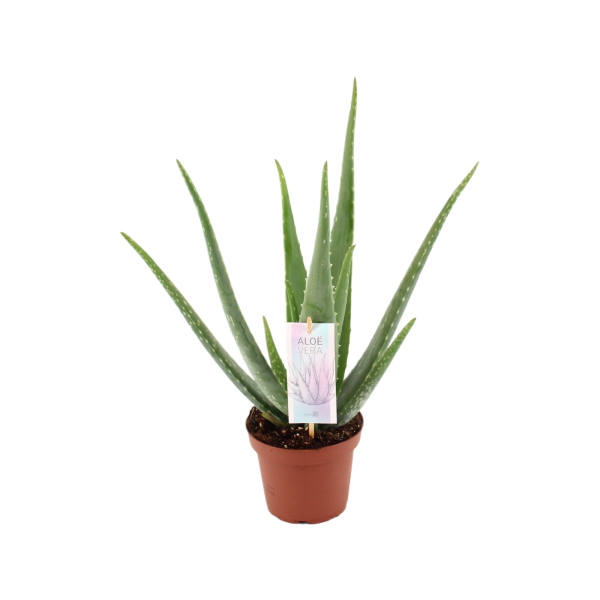 Aloe Vera Barbadensis - P14