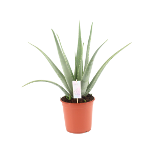 Aloe Vera Barbadensis - P24