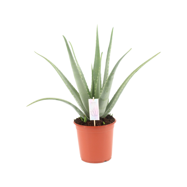 Aloe Vera Barbadensis - P24