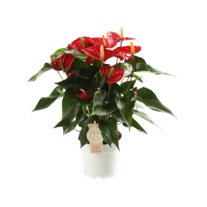 Anthurium 14cm Red Champion