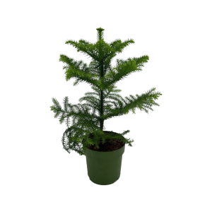 Araucaria Heterophylla - P14