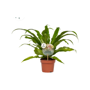Asplenium P12 Antiquum ASP