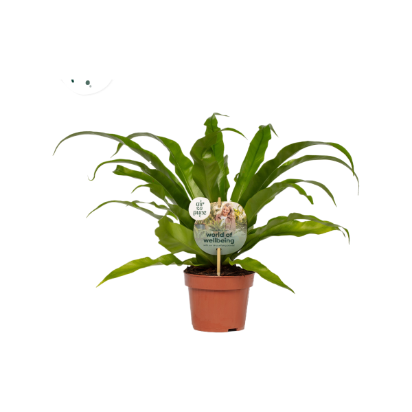 Asplenium P12 Antiquum ASP