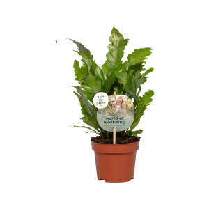 Asplenium Campio - P12