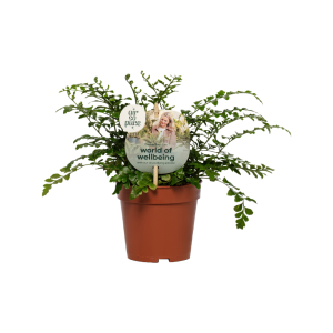 Asplenium P12 Parvati ASP