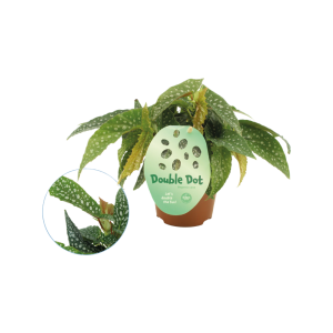 Begonia Double Dot P12