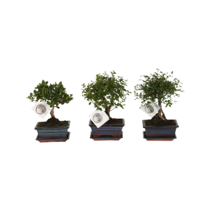 Bonsai met pot - P15