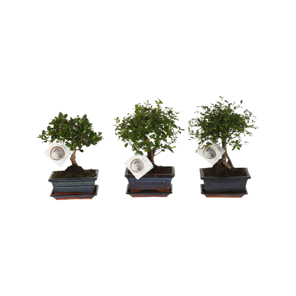 Bonsai met pot - P15
