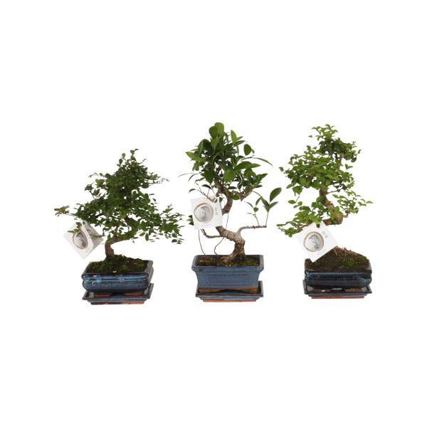 Bonsai s-vorm met pot - P15