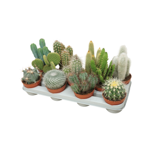 Cactus verschillene varianten - P10.5