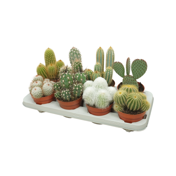 Cactus P12 verschillende soorten per stuk