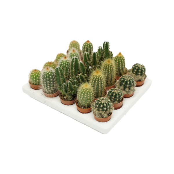 Cactus P4 verschillende soorten per stuk