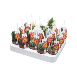 Cactus P5.5 verschillende soorten per stuk