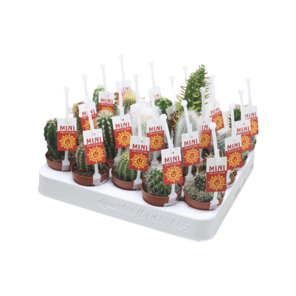 Cactus P5.5 verschillende soorten per stuk