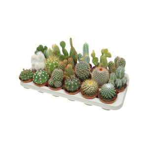Cactus P8.5 verschillende soorten per stuk