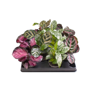 Calathea verschillende soorten per stuk 6 cm