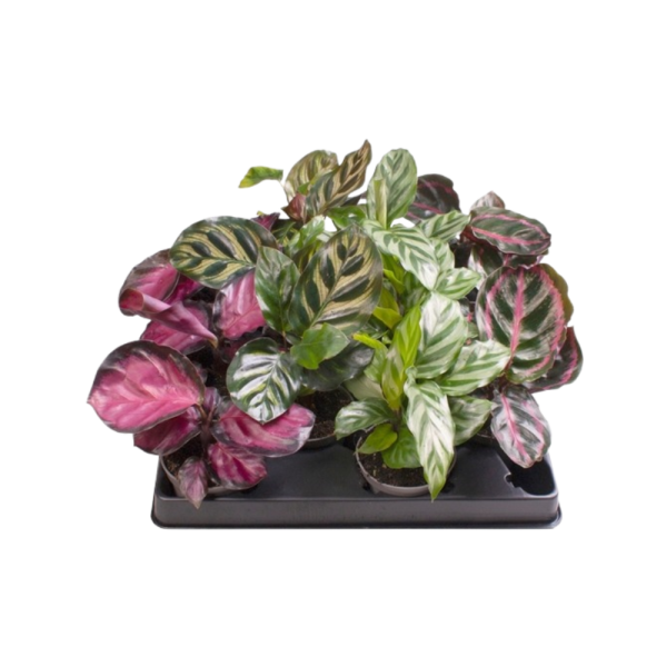 Calathea verschillende soorten per stuk 6 cm