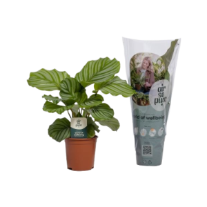 Calathea P14 Orbifolia ASP