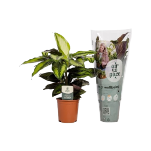 Calathea Pinstripe - P14