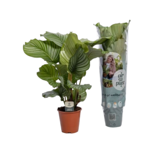 Calathea P19 Orbifolia ASP