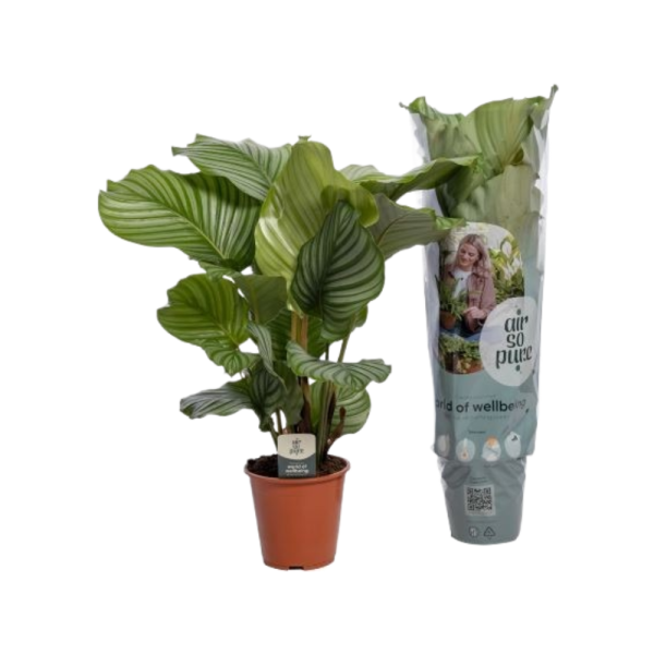 Calathea P19 Orbifolia ASP