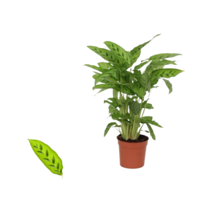 Calathea p12 Leopardina