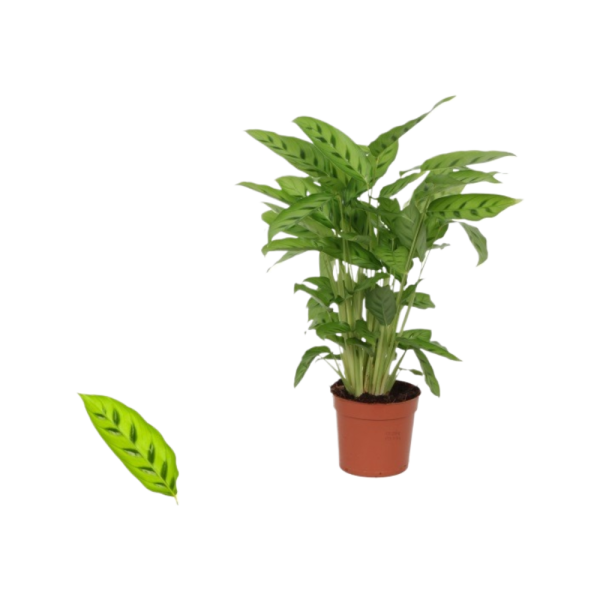 Calathea p12 Leopardina