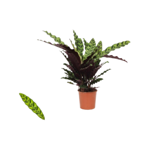 Calathea p14 Insigne