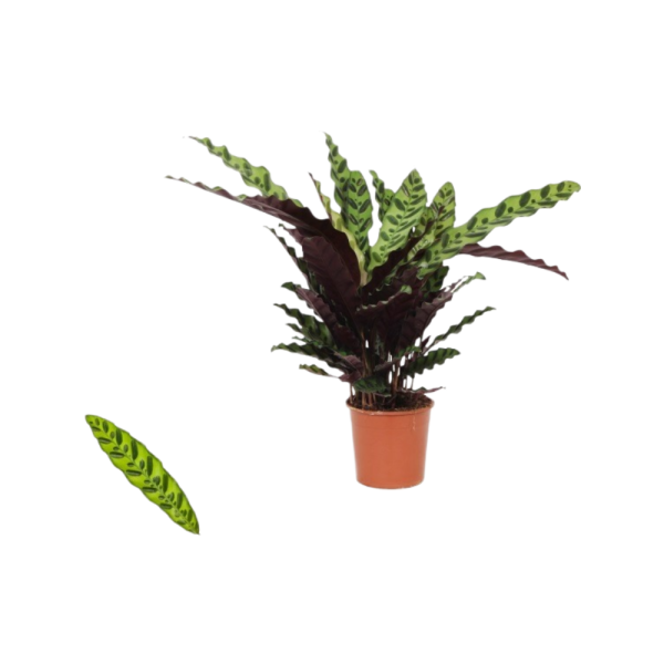 Calathea p14 Insigne